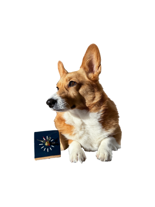 Pippa the corgi